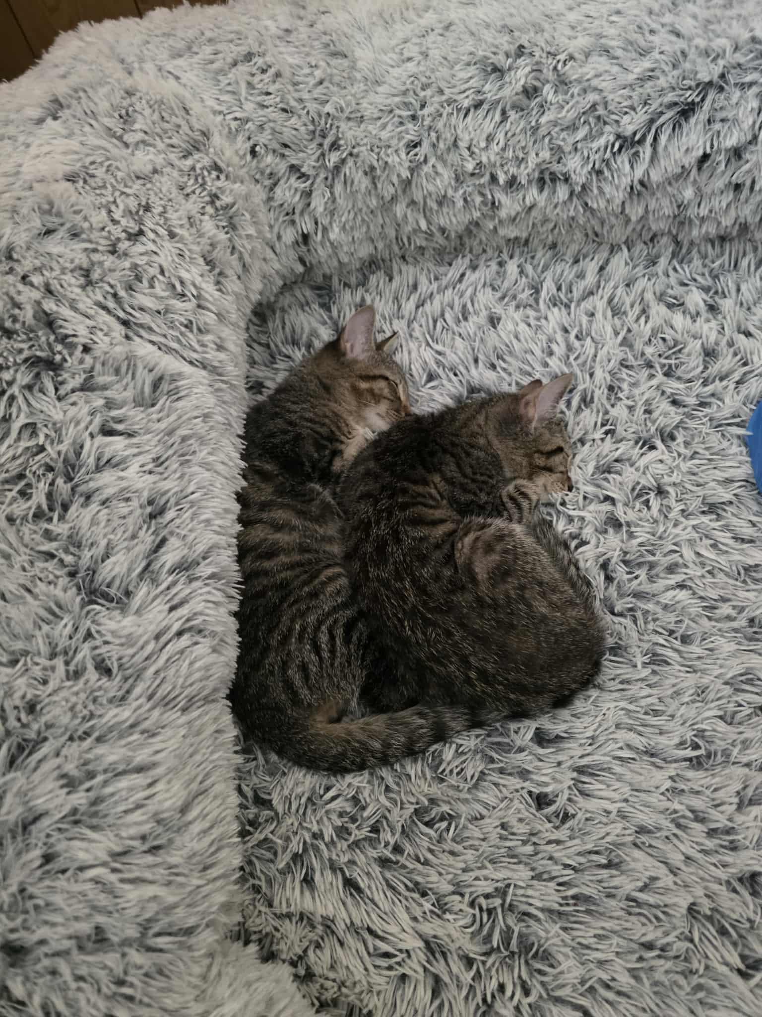 Enlarge Sherlock , a ADOPTABLE Domestic Short Hair in Morganton, NC image 2/4