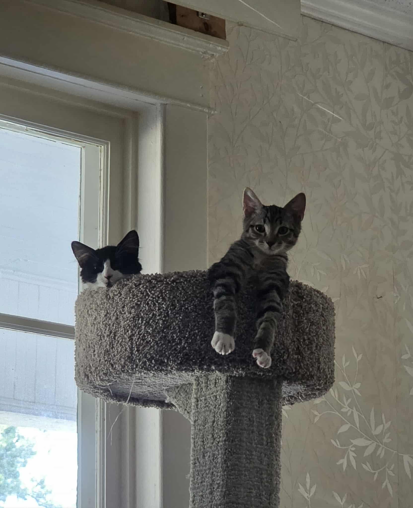 Enlarge Sherlock , a ADOPTABLE Domestic Short Hair in Morganton, NC image 3/4