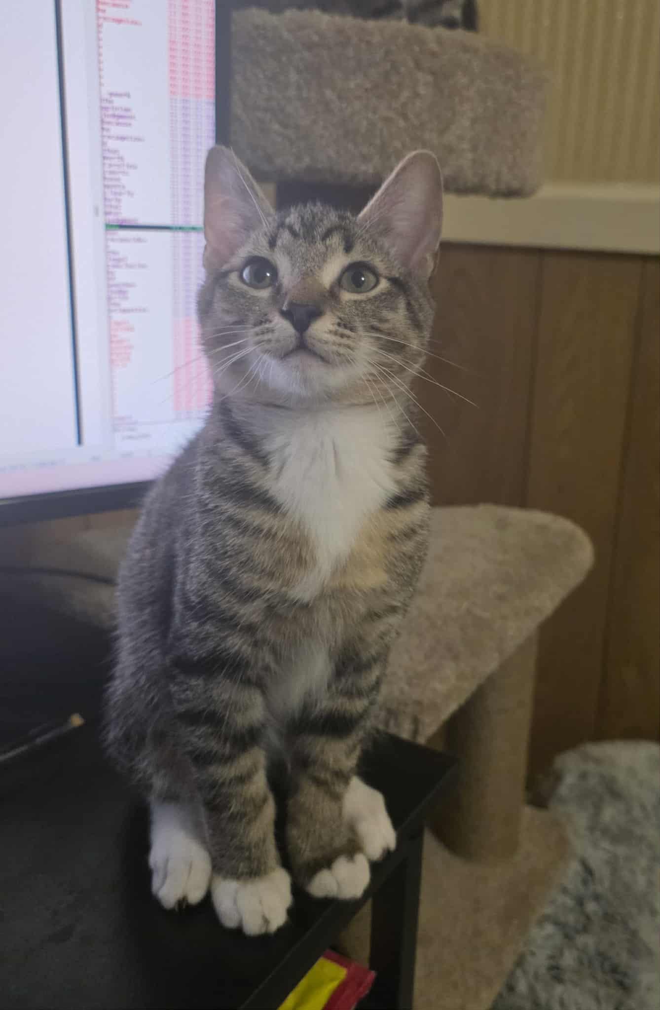 Enlarge Sherlock , a ADOPTABLE Domestic Short Hair in Morganton, NC image 4/4