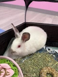 CAROL, Adoptable, Young Female Bunny Rabbit.