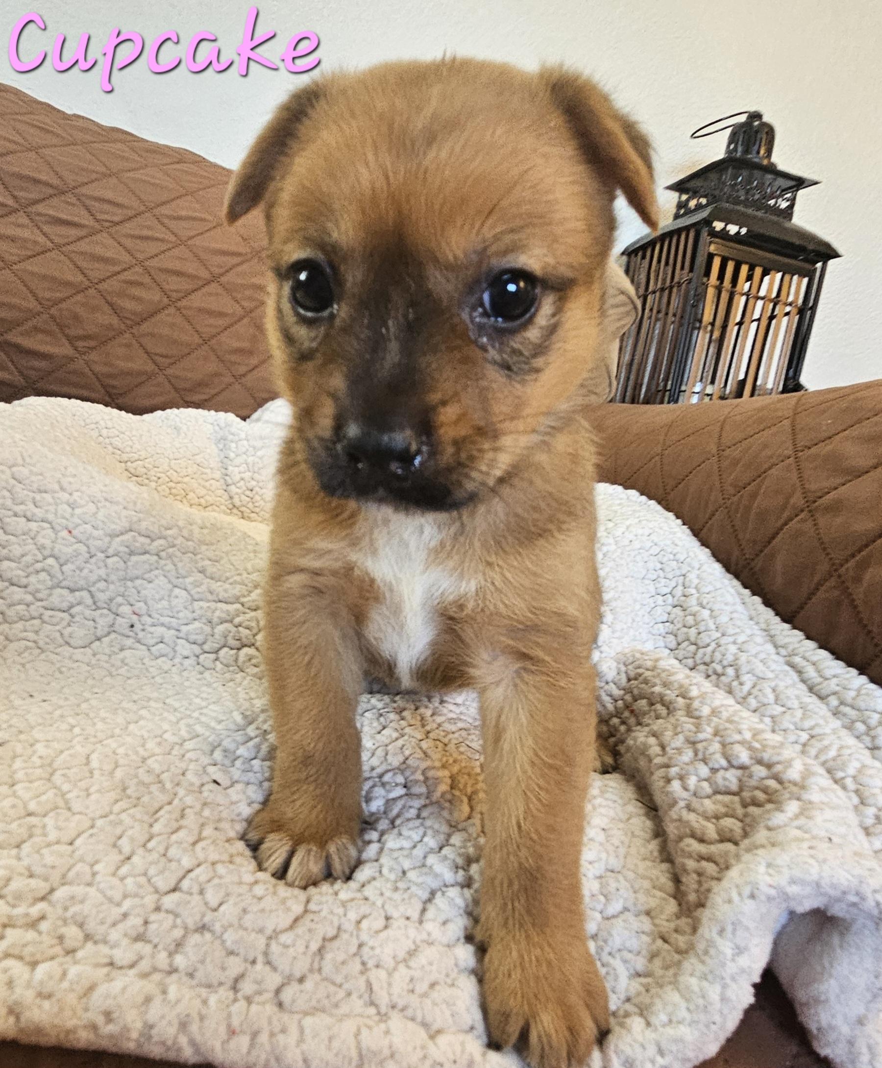 Enlarge Cupcake, a ADOPTABLE mixed breed in Galt, CA image 3/6