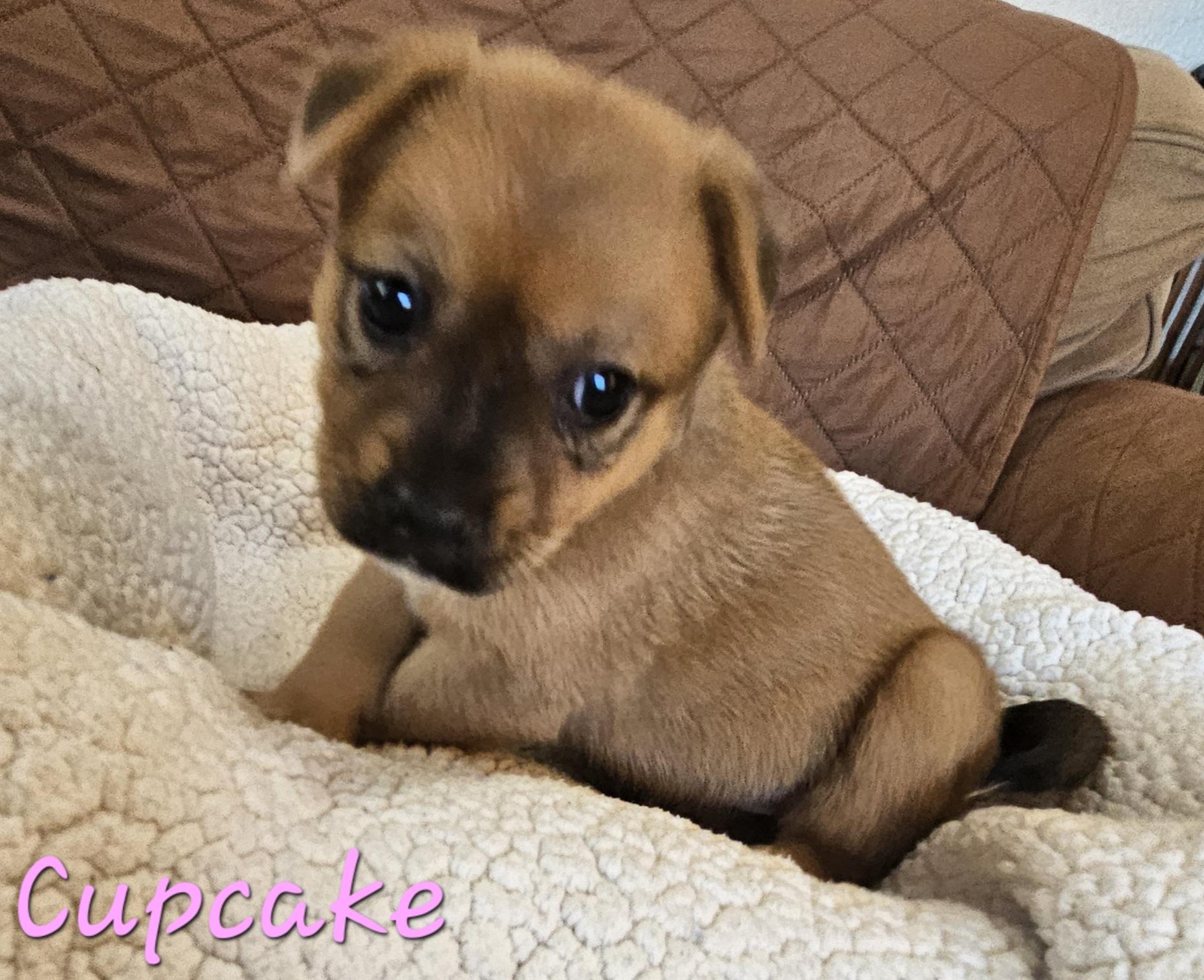 Enlarge Cupcake, a ADOPTABLE mixed breed in Galt, CA image 4/6
