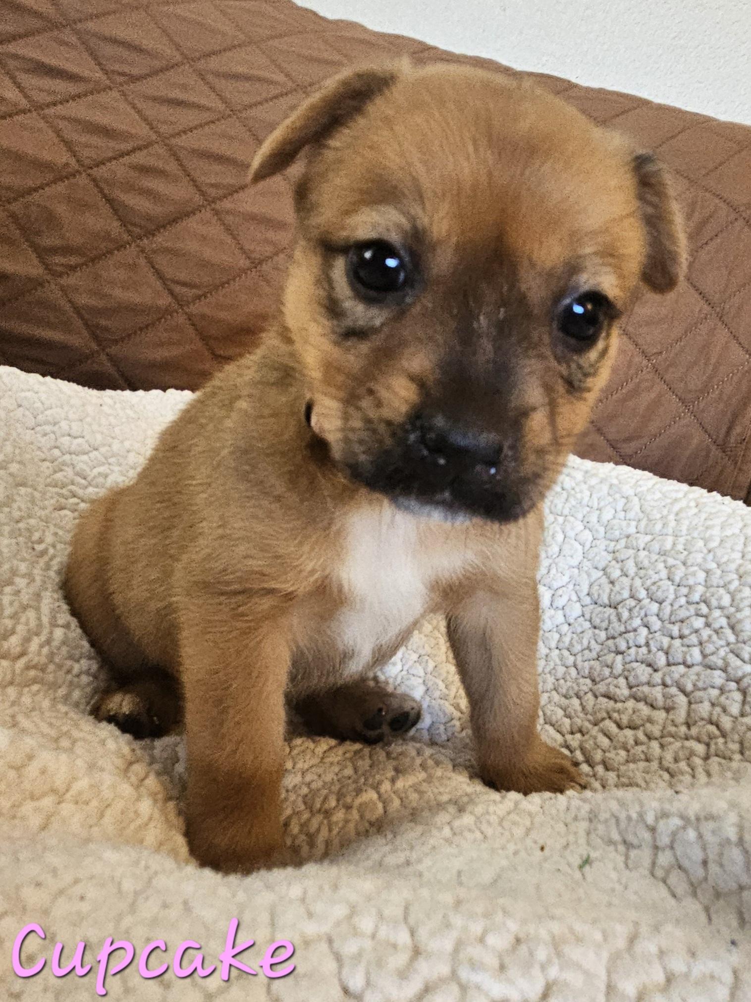 Enlarge Cupcake, a ADOPTABLE mixed breed in Galt, CA image 2/6