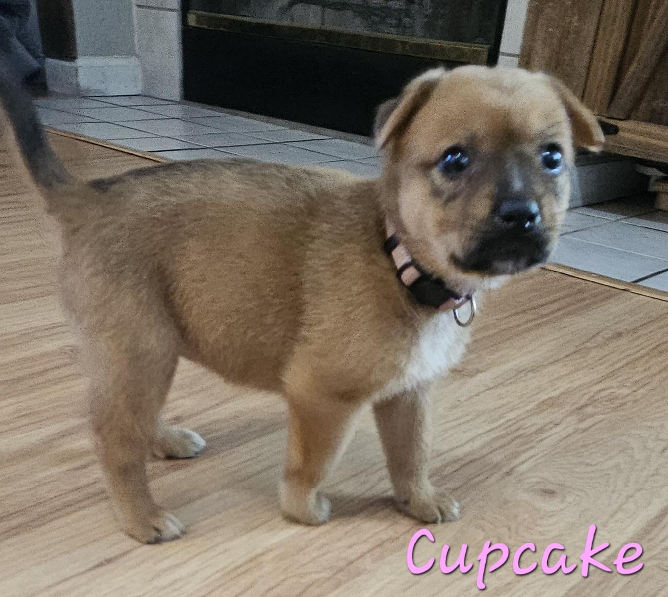 Enlarge Cupcake, a ADOPTABLE mixed breed in Galt, CA image 6/6