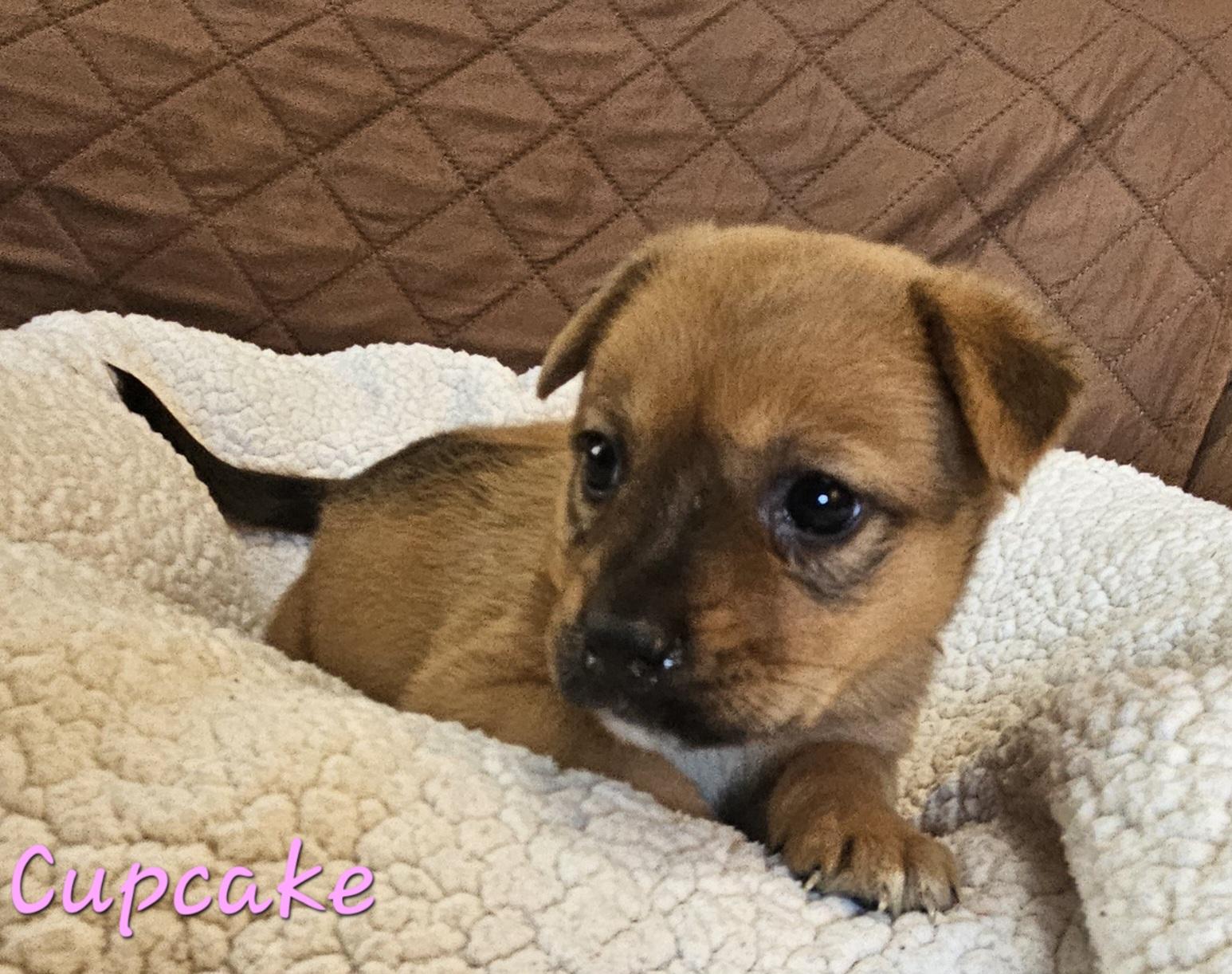 Cupcake, ADOPTABLE, Puppy Female German Shepherd Dog & Cattle Dog.