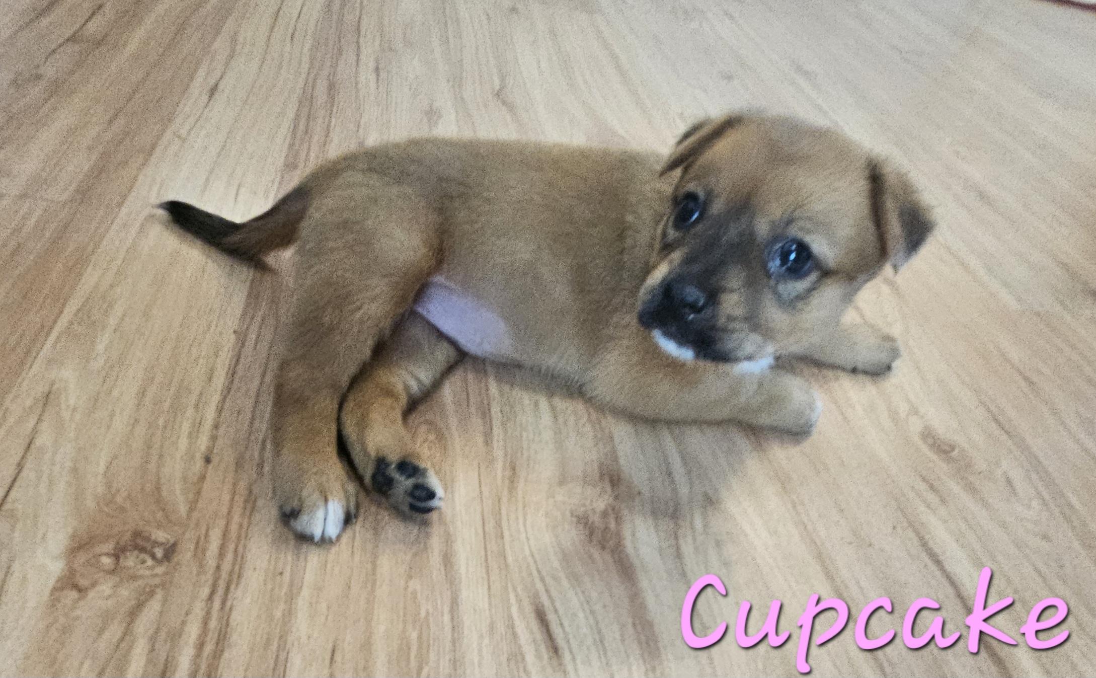 Enlarge Cupcake, a ADOPTABLE mixed breed in Galt, CA image 5/6