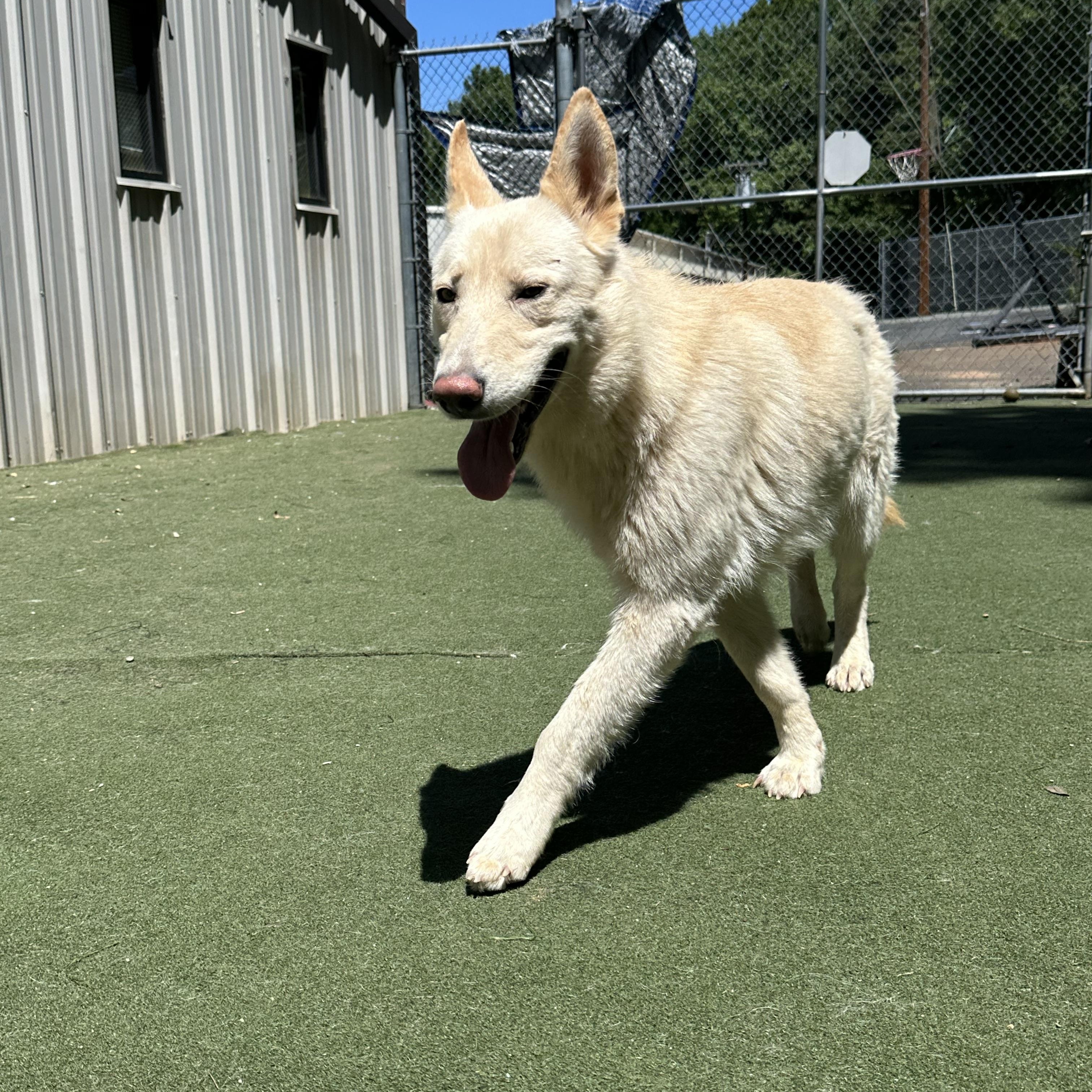 Enlarge Yang, a ADOPTABLE mixed breed in Charlotte, NC image 2/6