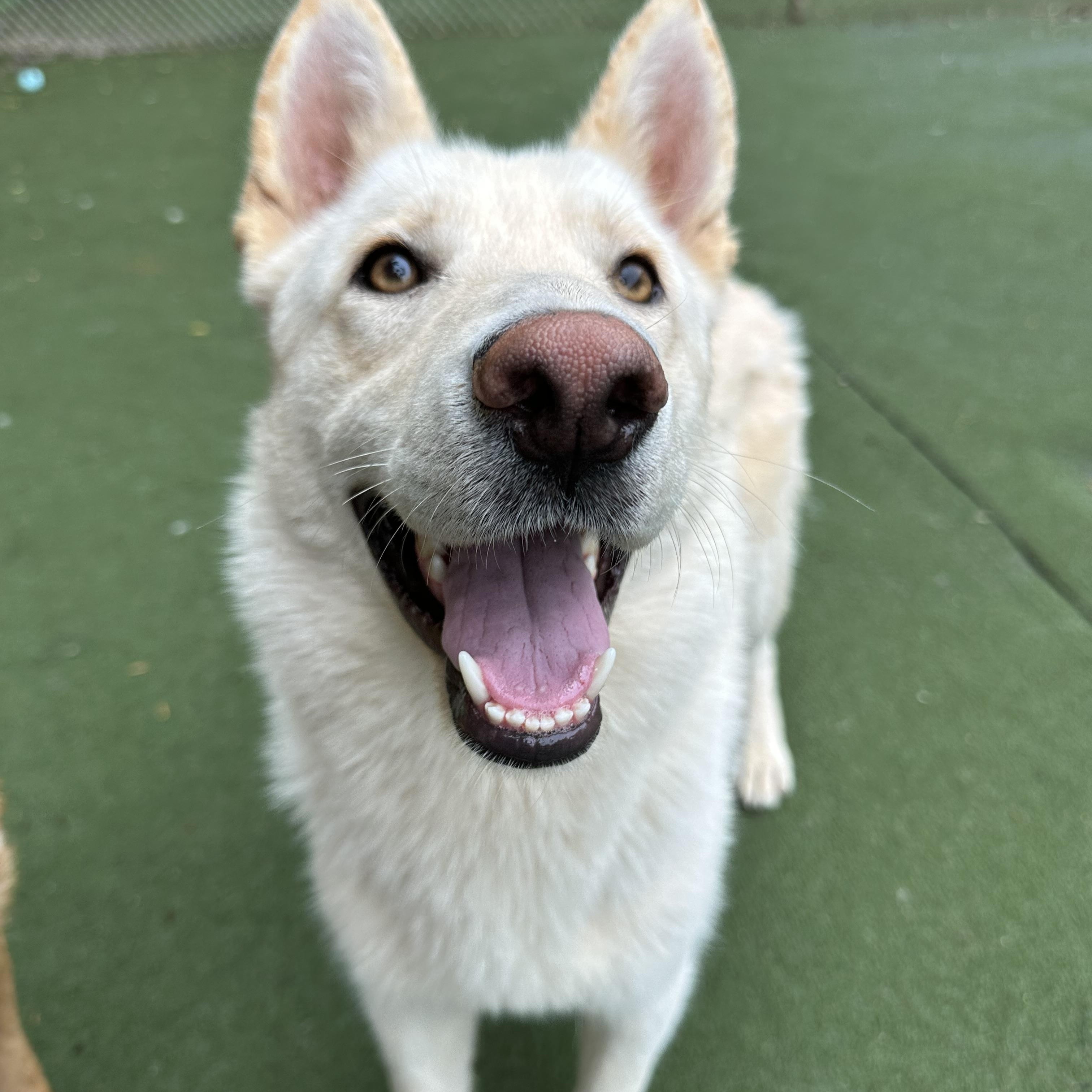 Yang, ADOPTABLE, Young Male German Shepherd Dog & Siberian Husky.