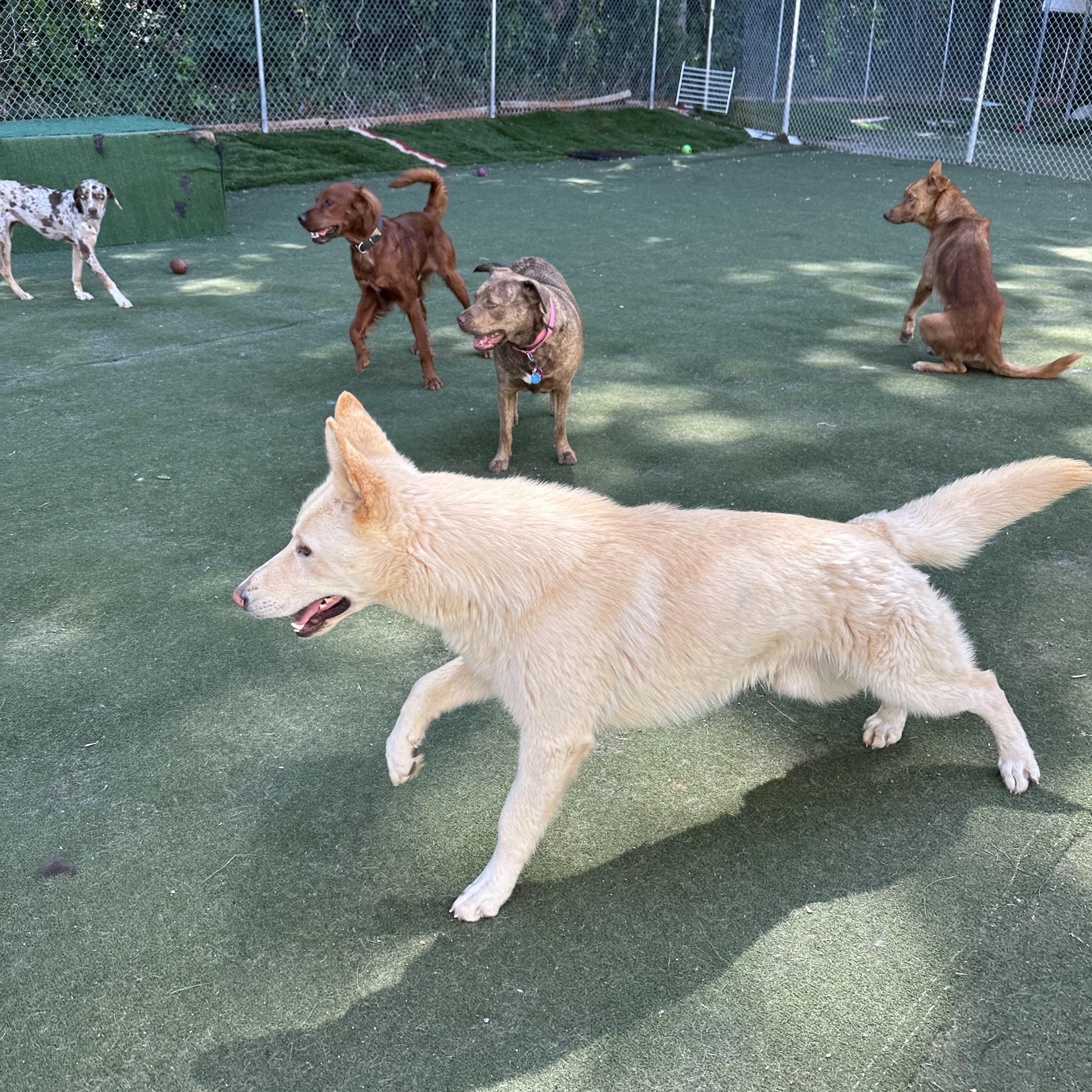 Enlarge Yang, a ADOPTABLE mixed breed in Charlotte, NC image 3/6
