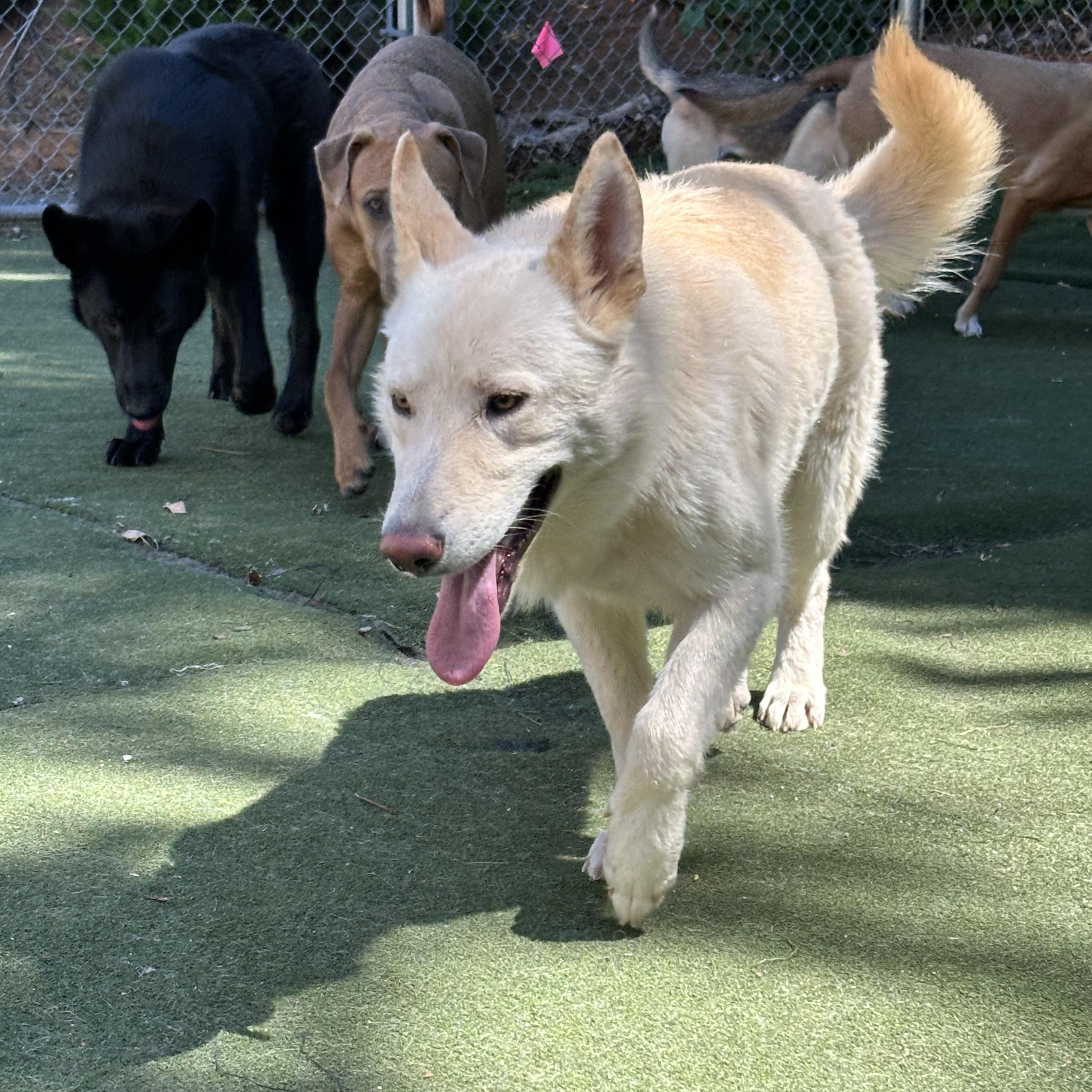 Enlarge Yang, a ADOPTABLE mixed breed in Charlotte, NC image 1/6