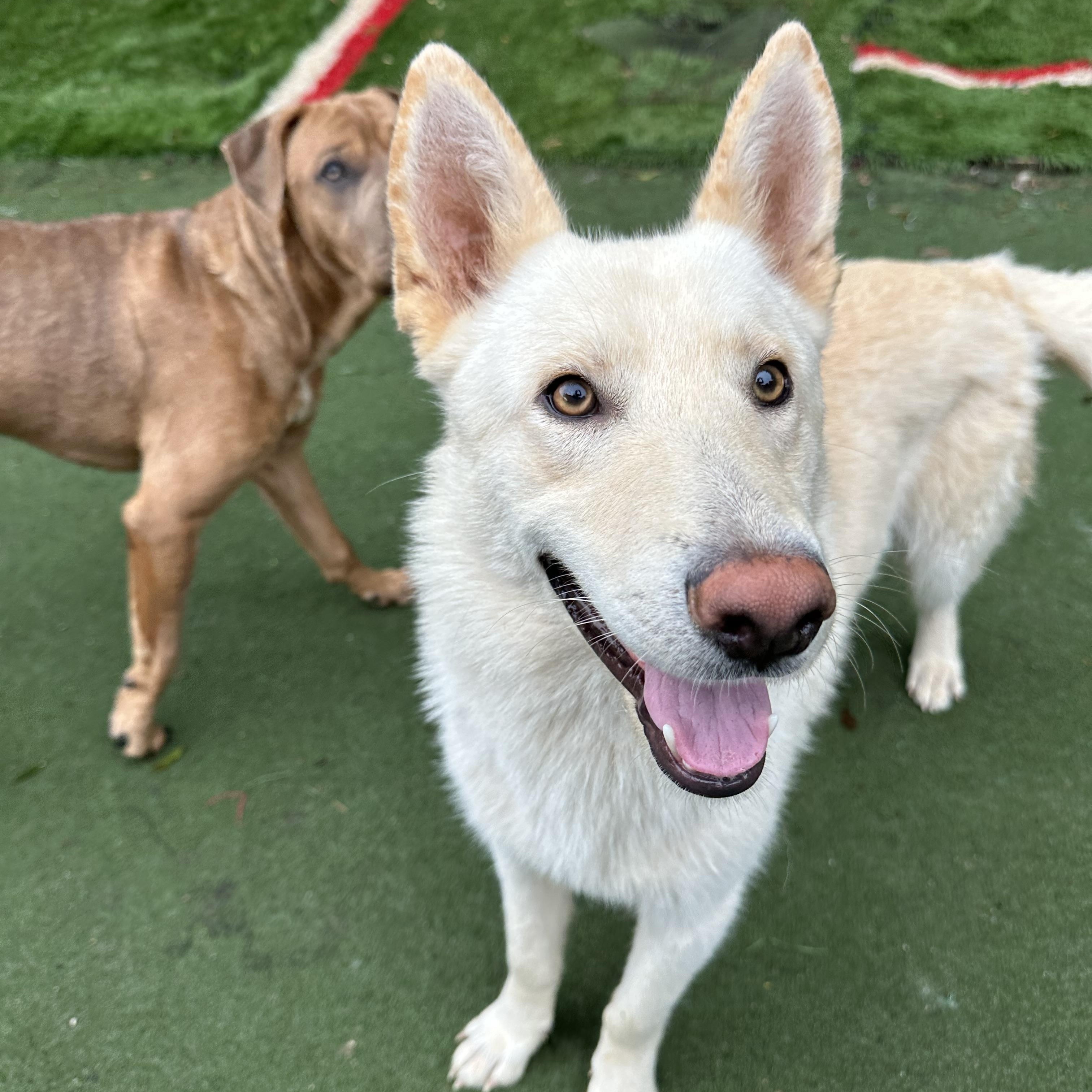 Enlarge Yang, a ADOPTABLE mixed breed in Charlotte, NC image 6/6