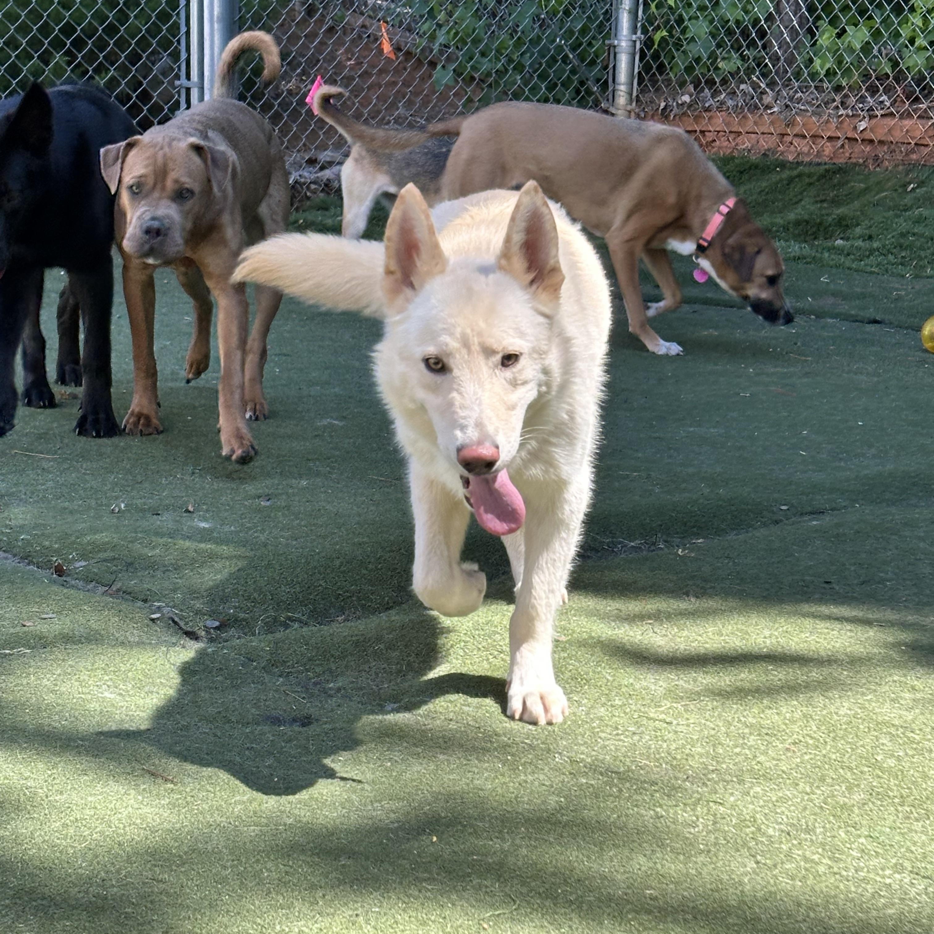 Enlarge Yang, a ADOPTABLE mixed breed in Charlotte, NC image 5/6