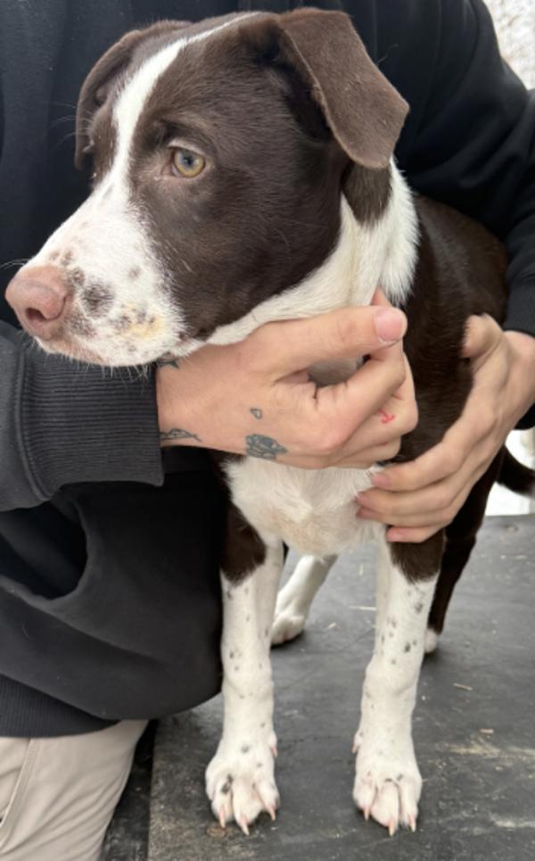 Bud, Adoptable, Adult Male Pit Bull Terrier.