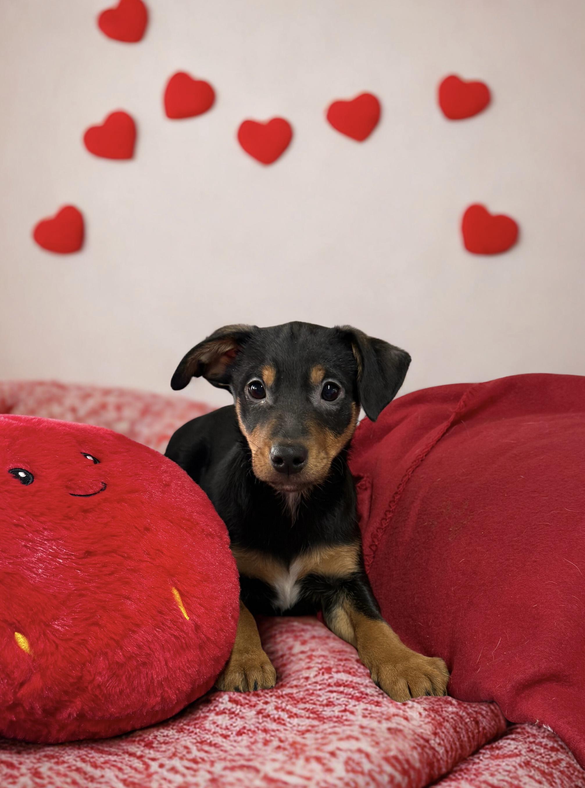 Scooby, ADOPTABLE, Young Male Doberman Pinscher.