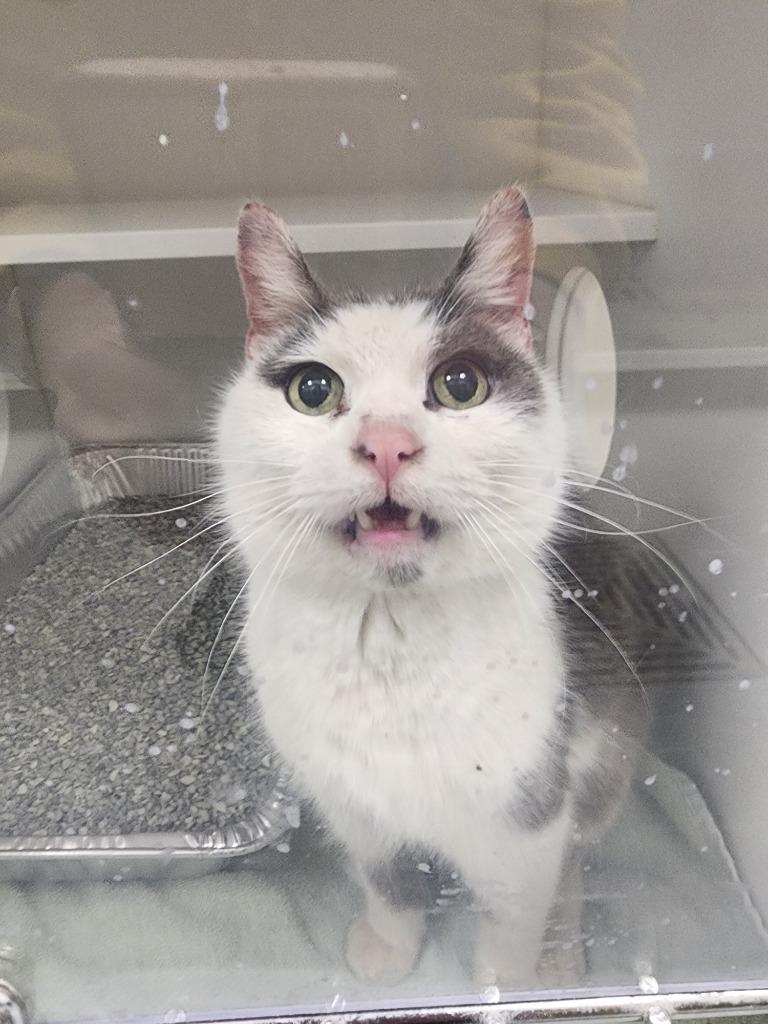 Loki, Adoptable, Adult Male Domestic Medium Hair.