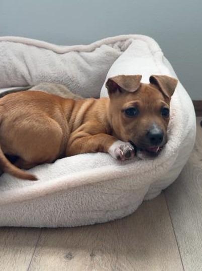 Chipmunk $500, Adoptable, Puppy Female Mixed Breed.