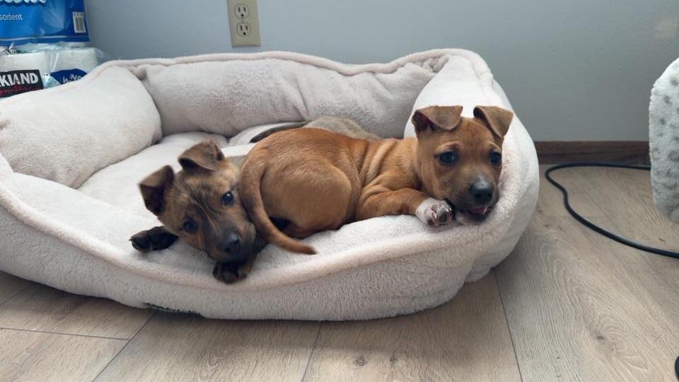 Chipmunk $500, Adoptable, Puppy Female Mixed Breed.