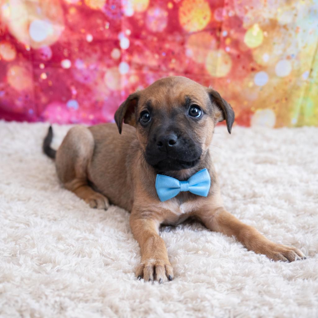 Herringbone — thumbnail 2