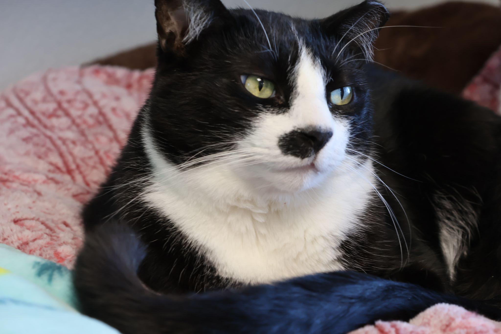 Spot, a Adoptable Domestic Short Hair in Freeport, NY image 2/6