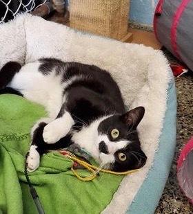 Spot, a Adoptable Domestic Short Hair in Freeport, NY image 3/6