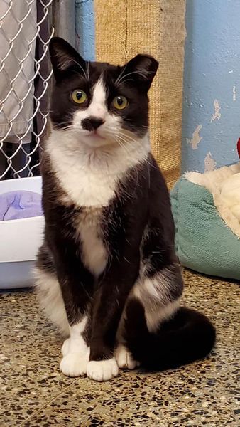 Spot, a Adoptable Domestic Short Hair in Freeport, NY image 4/6