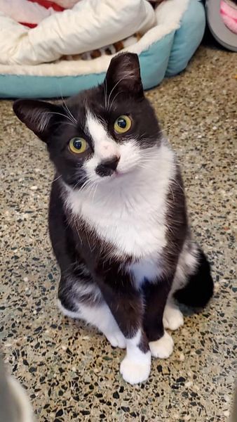 Spot, a Adoptable Domestic Short Hair in Freeport, NY image 5/6