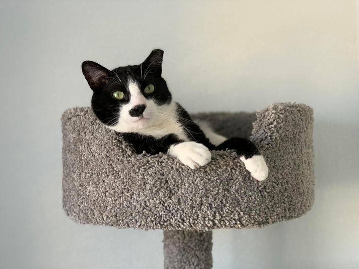 Spot, a Adoptable Domestic Short Hair in Freeport, NY image 6/6