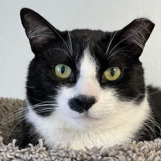 Spot, a Adoptable Domestic Short Hair in Freeport, NY image 1/6