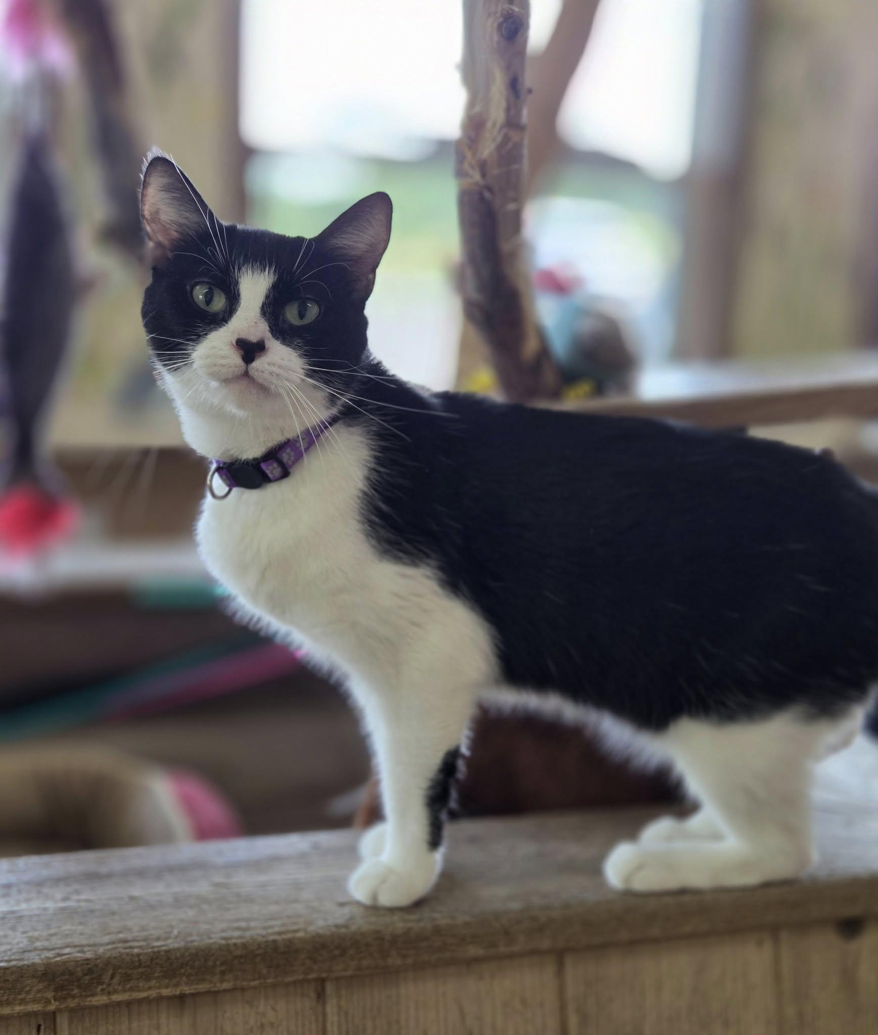 Pixie, Adoptable, Adult Female Tuxedo.