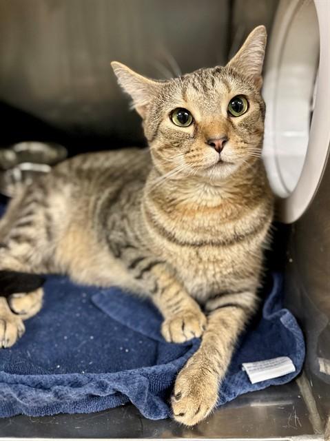 MANDERLY, Adoptable, Adult Male Domestic Short Hair.