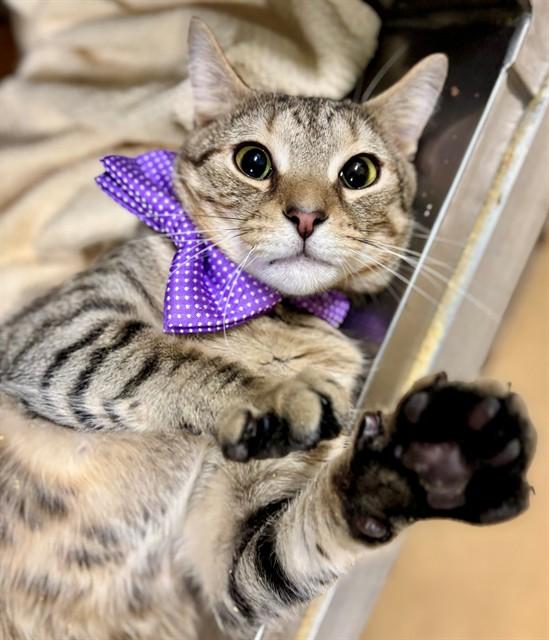MANDERLY, Adoptable, Adult Male Domestic Short Hair.