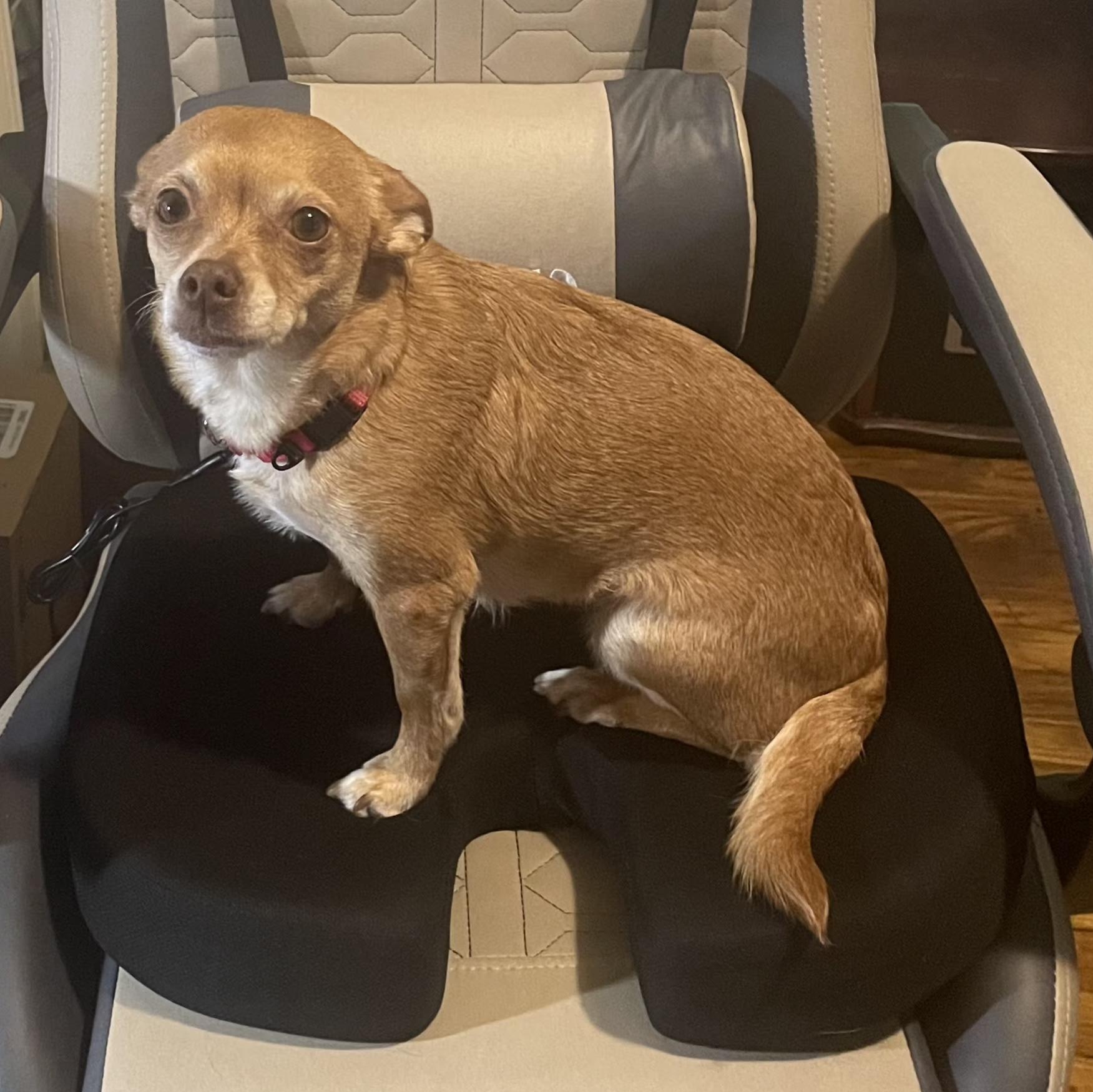 Lady, a ADOPTABLE Chihuahua in Lexington, KY image 6/6