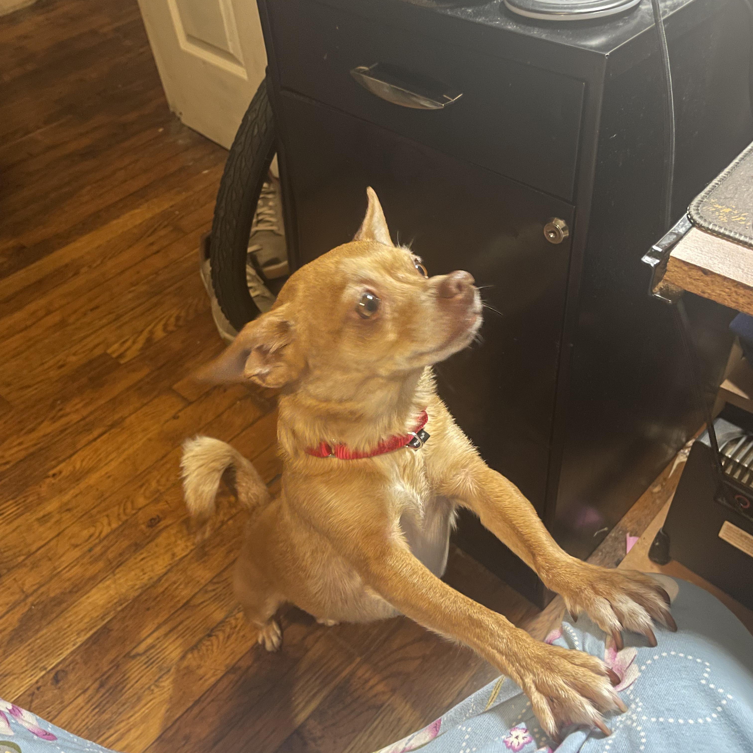 Lady, a ADOPTABLE Chihuahua in Lexington, KY image 5/6