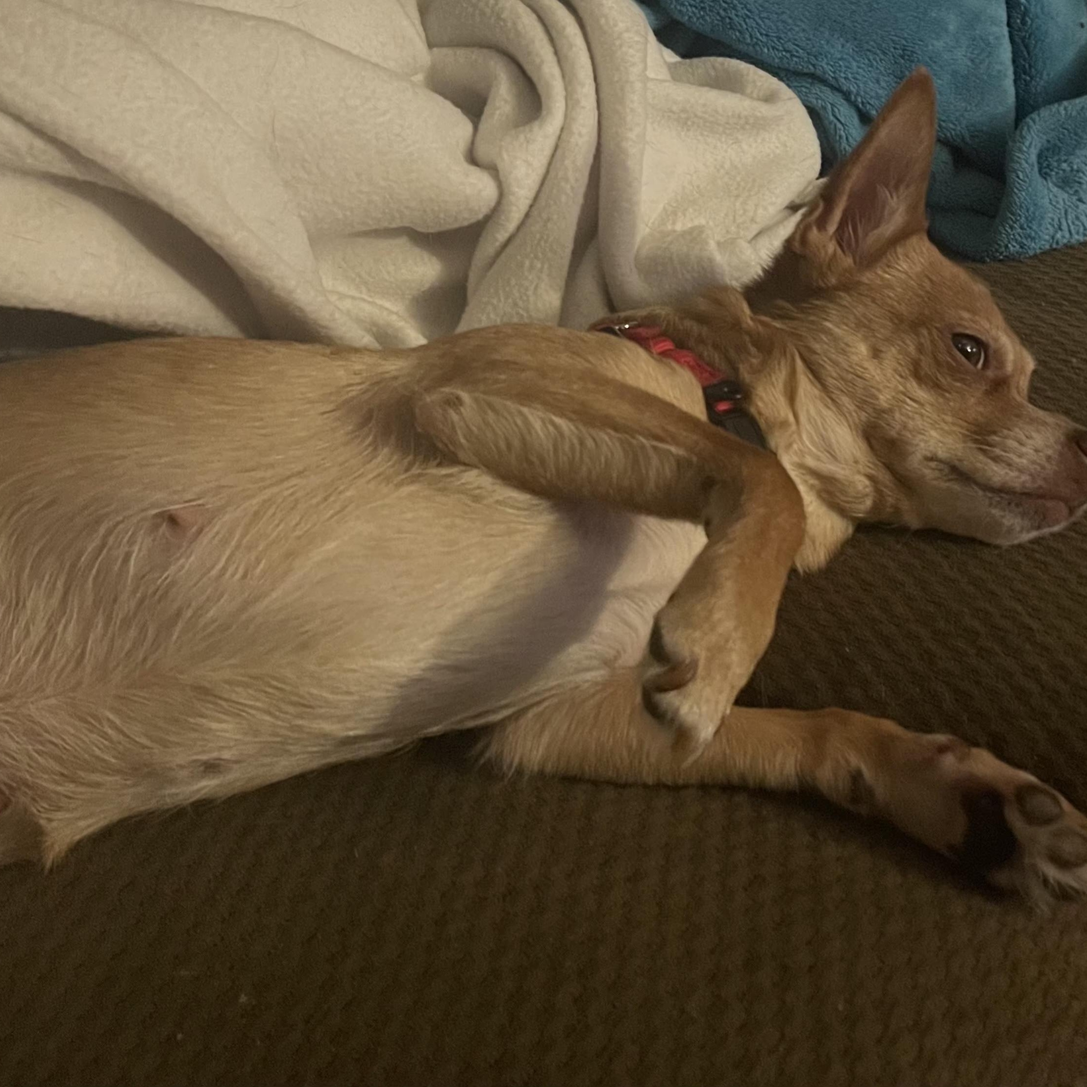 Lady, a ADOPTABLE Chihuahua in Lexington, KY image 4/6
