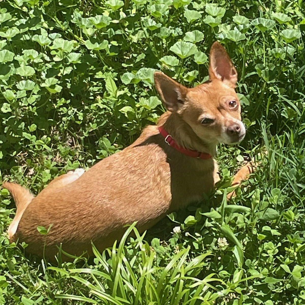 Lady, ADOPTABLE, Adult Female Chihuahua.