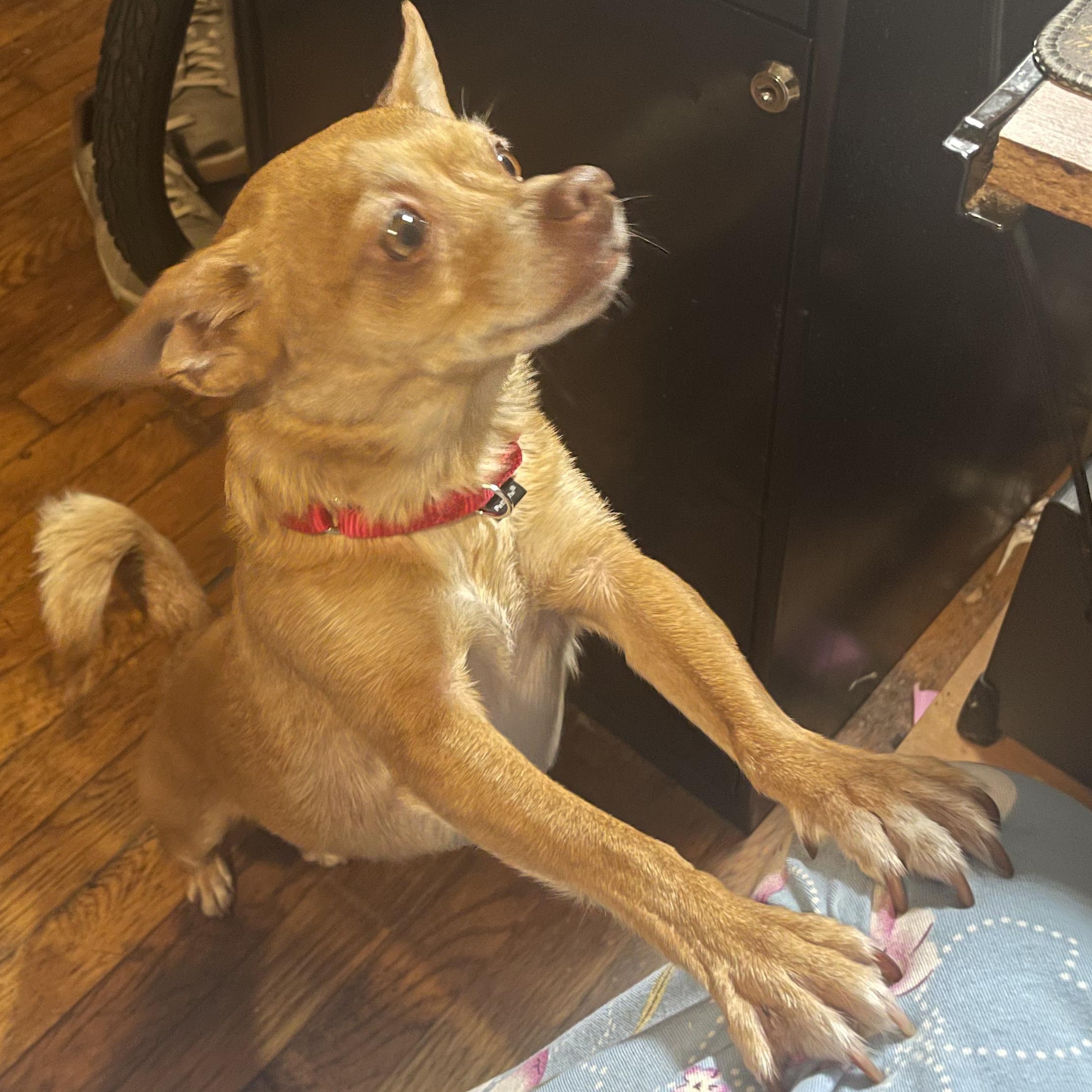Enlarge Lady, a ADOPTABLE Chihuahua in Lexington, KY image 2/2