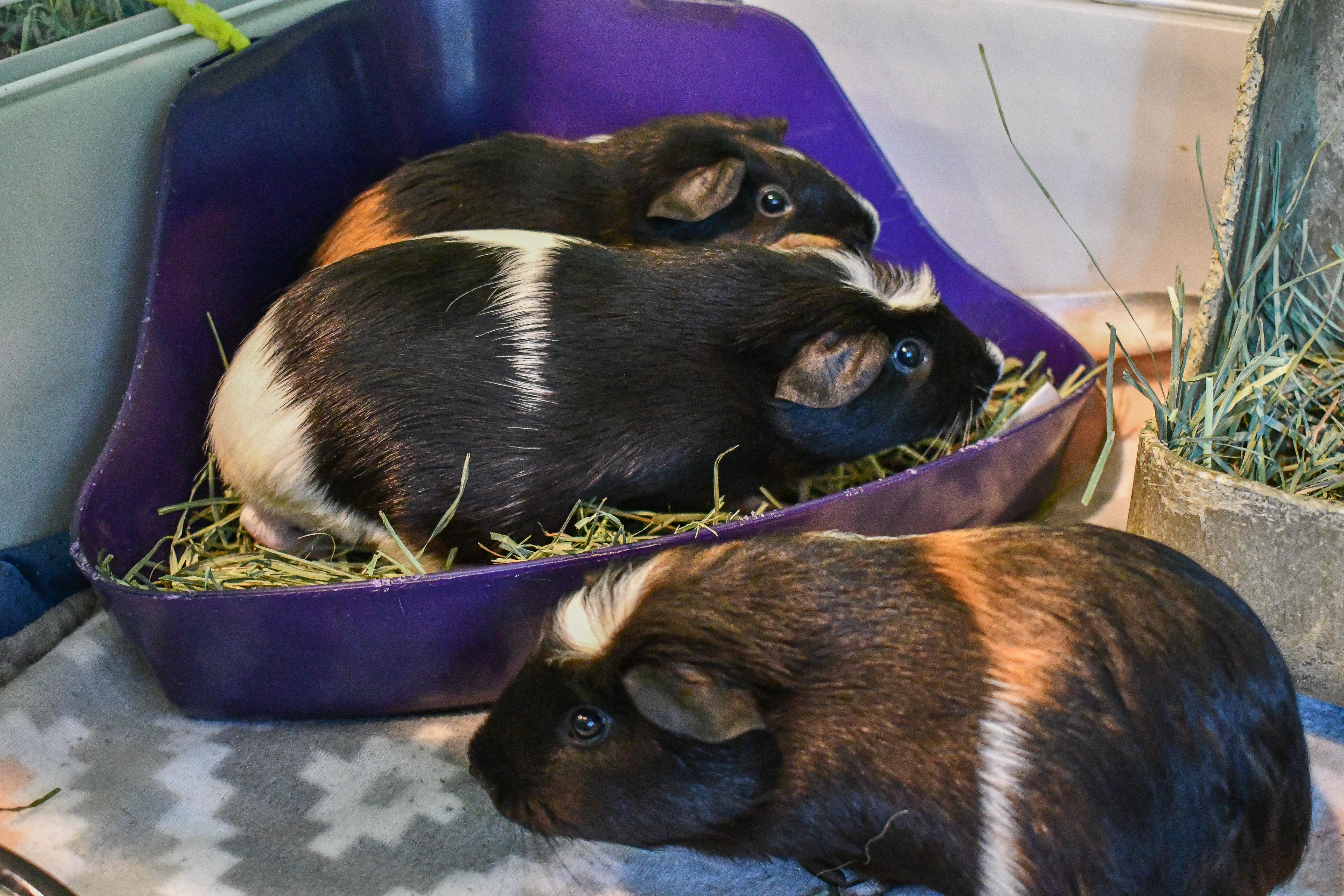 Enlarge Lana, Lilly, and Trinity, an adopted Abyssinian in Bellingham, WA image 2/5