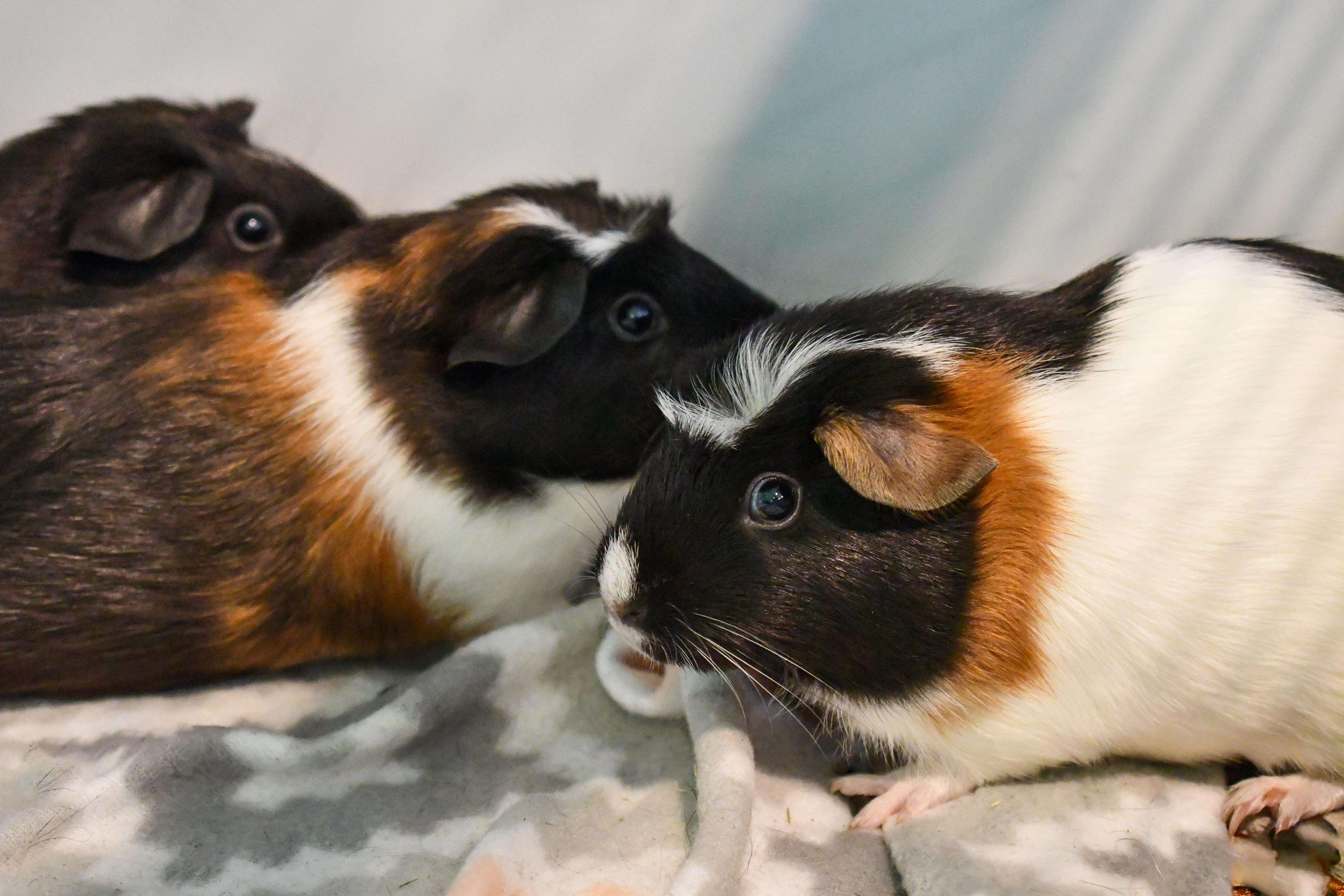 Lana, Lilly, and Trinity, ADOPTABLE, Young Female Abyssinian.