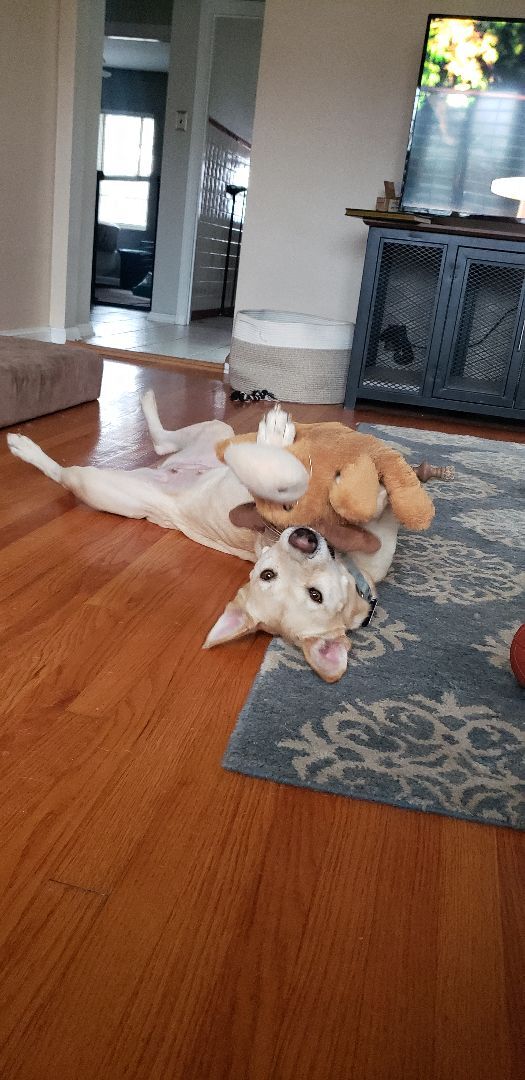 Prudence , a Adoptable mixed breed in St. Louis, MO image 1/12