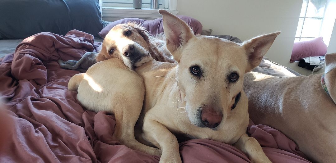 Prudence , a Adoptable mixed breed in St. Louis, MO image 3/12