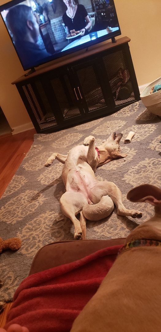 Prudence , a Adoptable mixed breed in St. Louis, MO image 4/12