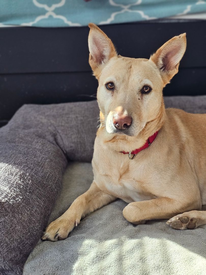 Prudence , a Adoptable mixed breed in St. Louis, MO image 5/12