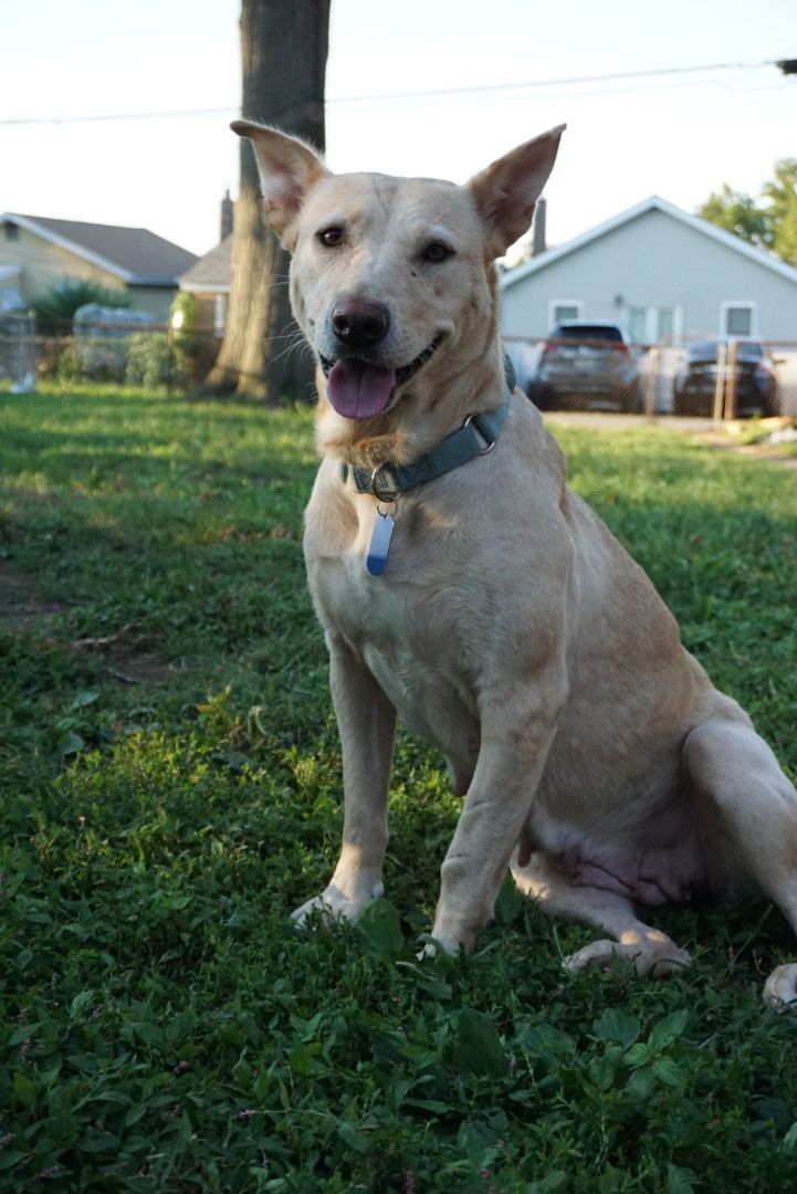 Prudence , a Adoptable mixed breed in St. Louis, MO image 6/12