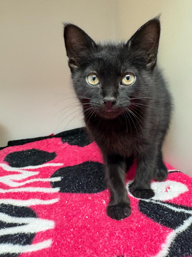 Celeste, Adoptable, Kitten Female Domestic Medium Hair.