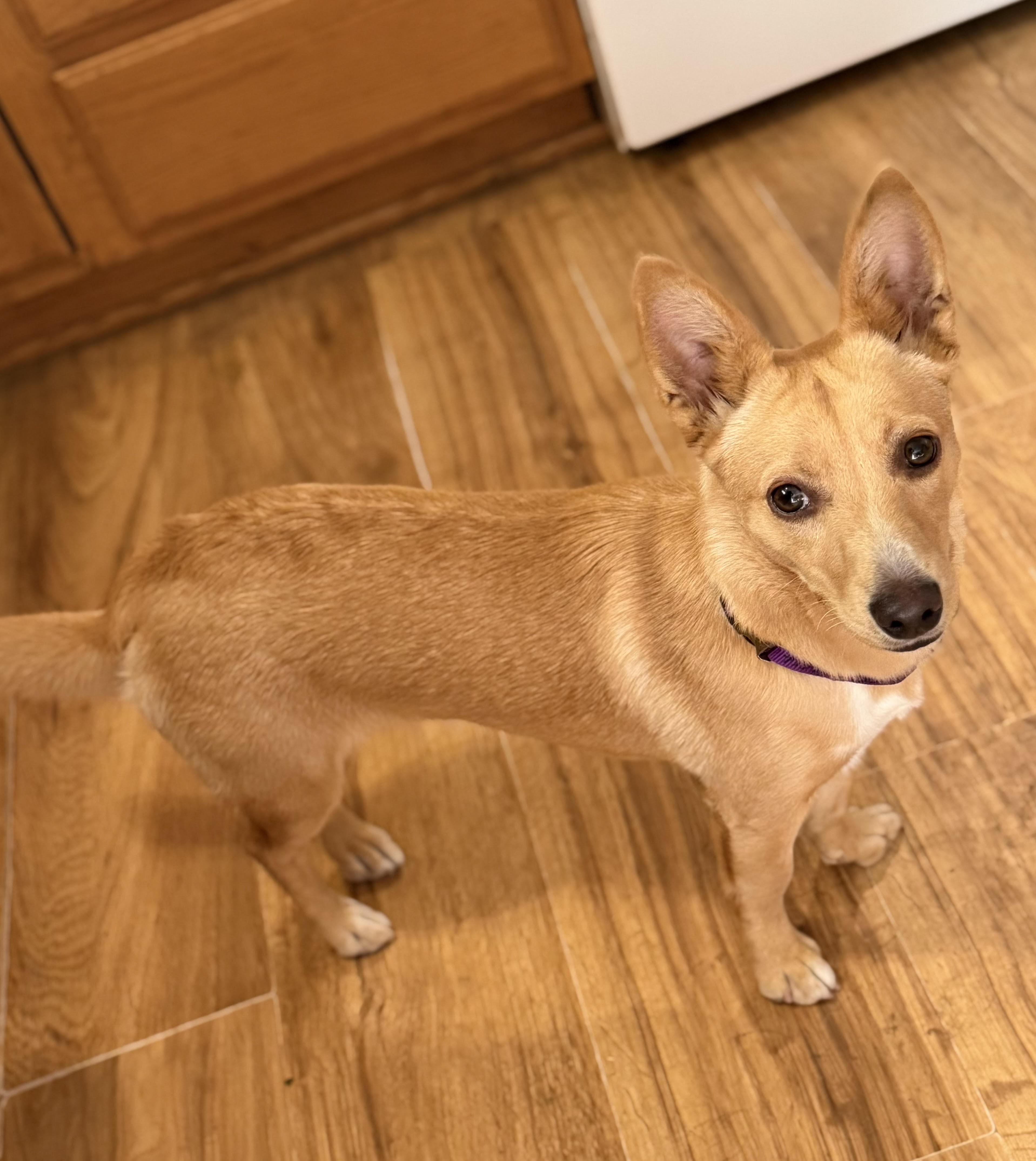 Enlarge Bella, a ADOPTABLE mixed breed in Gardnerville, NV image 1/1