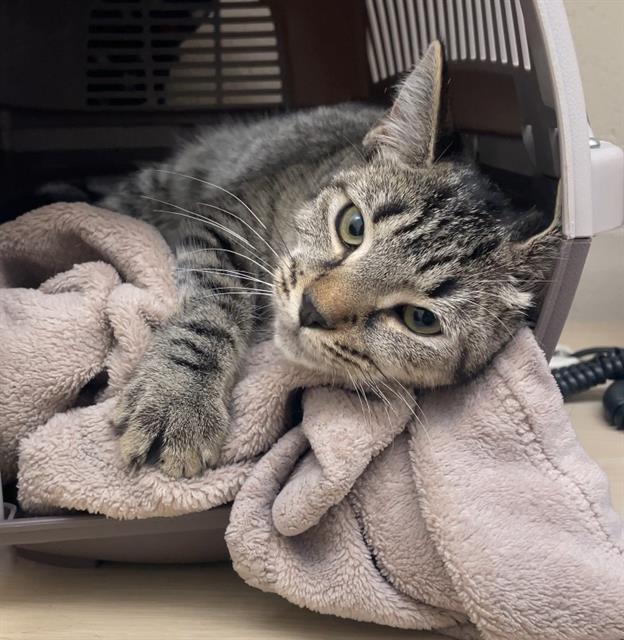 LIEUTENANT, Adoptable, Young Female Domestic Short Hair.
