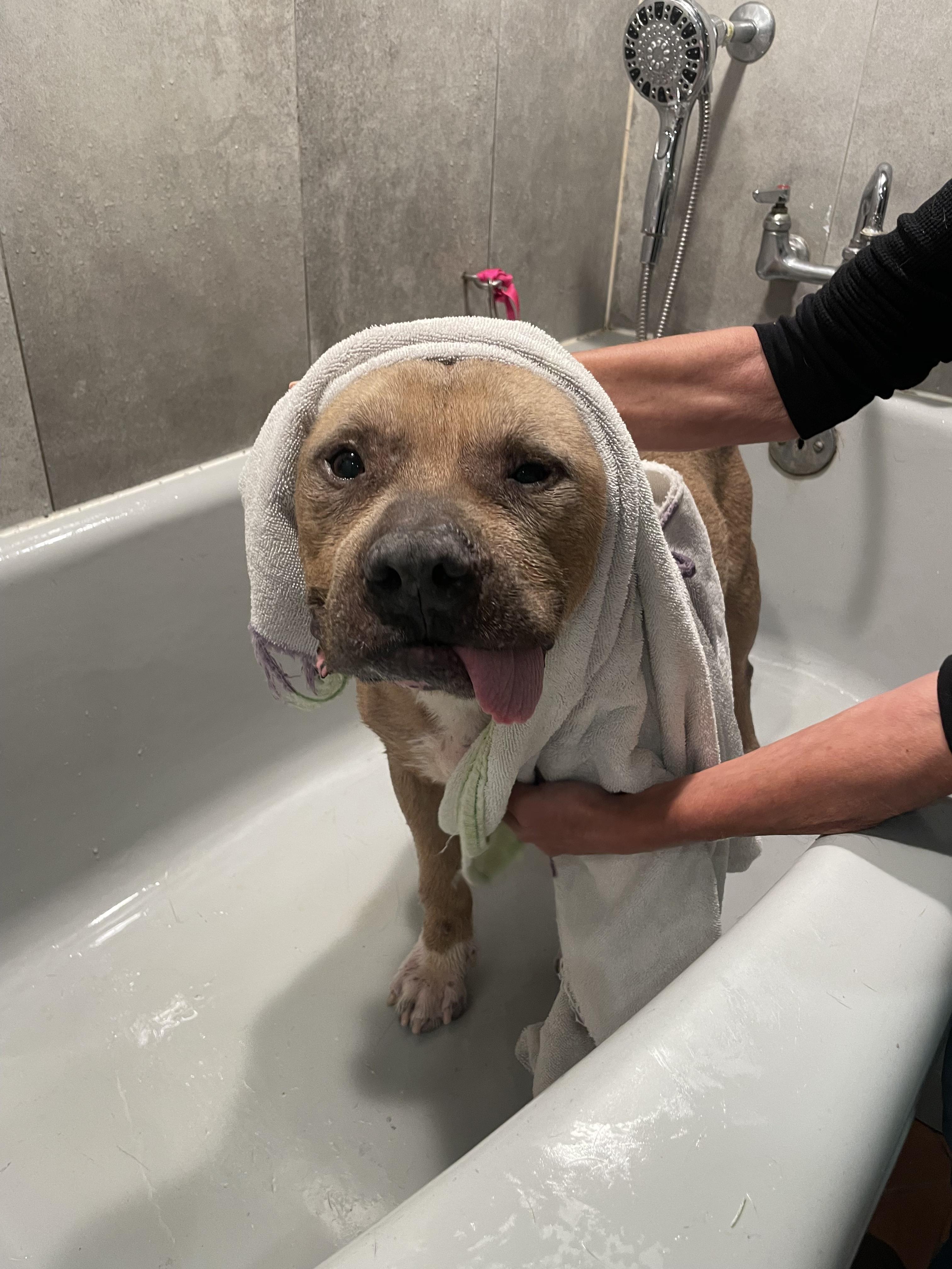 Maui - loving senior!, Adoptable, Senior Male Staffordshire Bull Terrier.