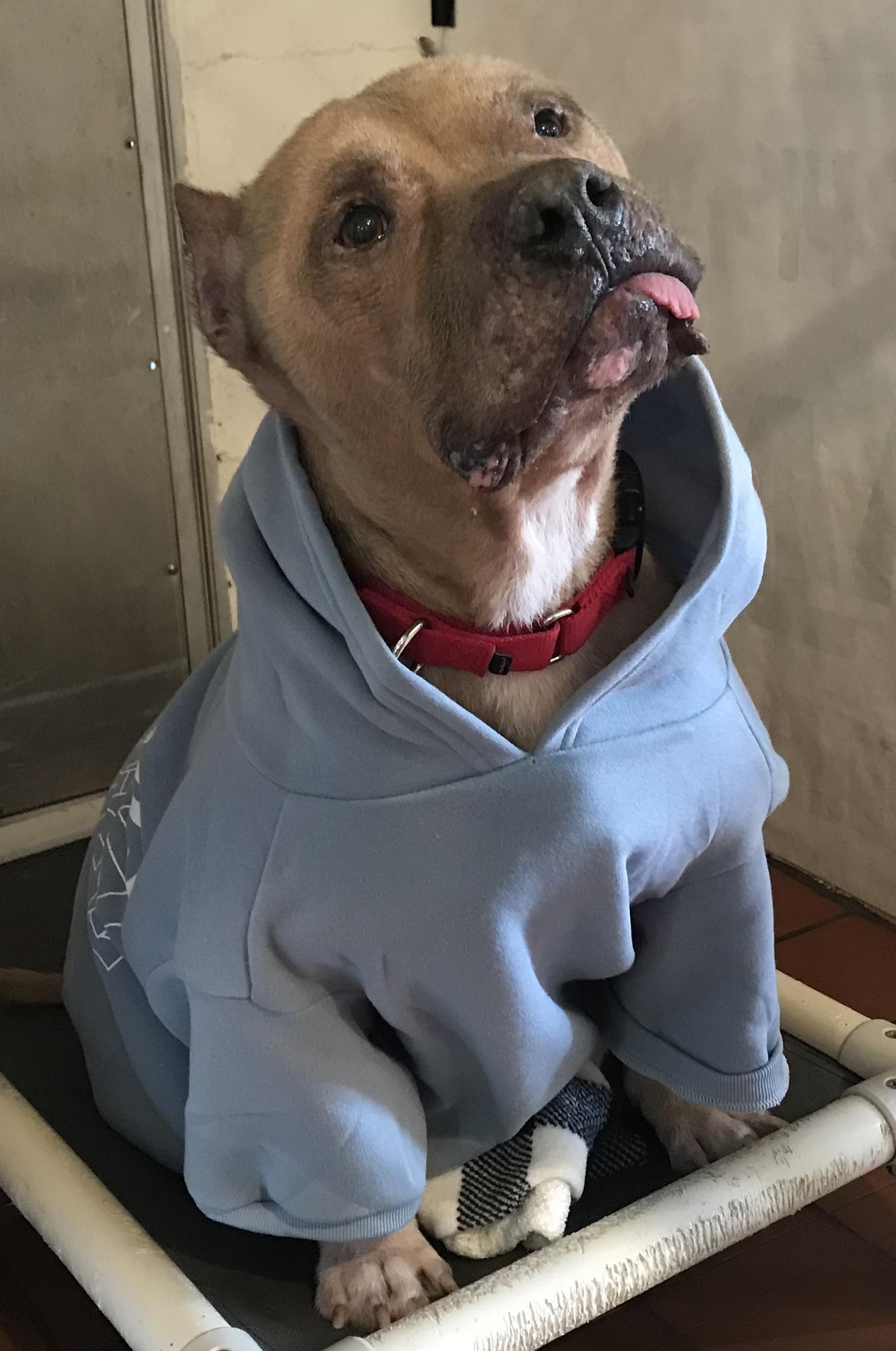 Maui - loving senior!, a Adoptable Staffordshire Bull Terrier in Montclair, NJ image 2/5