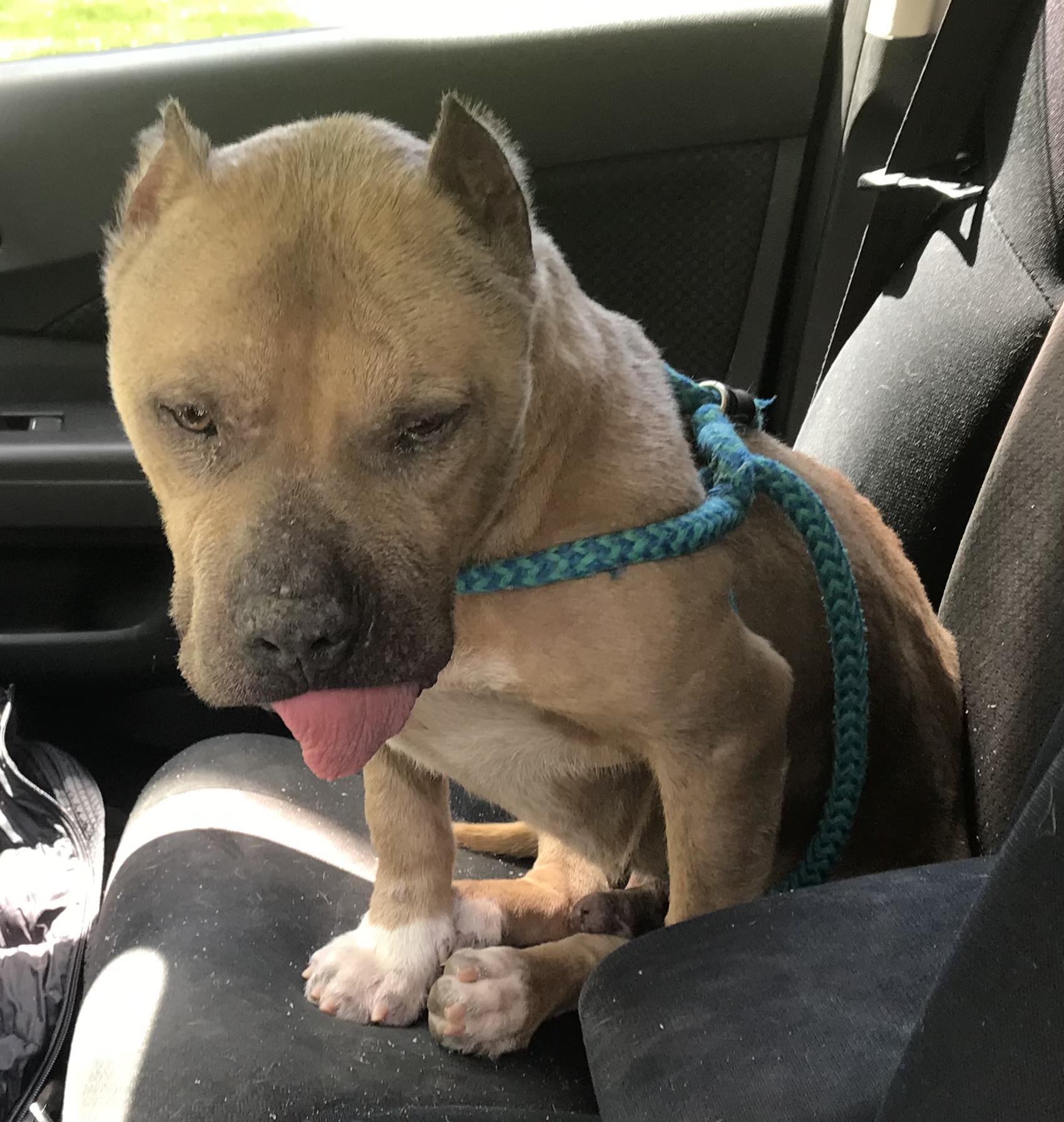 Maui - loving senior!, a Adoptable Staffordshire Bull Terrier in Montclair, NJ image 5/5