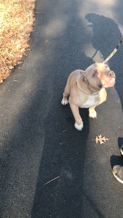 Enlarge Maui - loving senior!, a Adoptable Staffordshire Bull Terrier in Montclair, NJ video 4/5